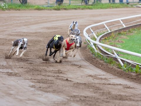 Best Way To Bet On Greyhounds